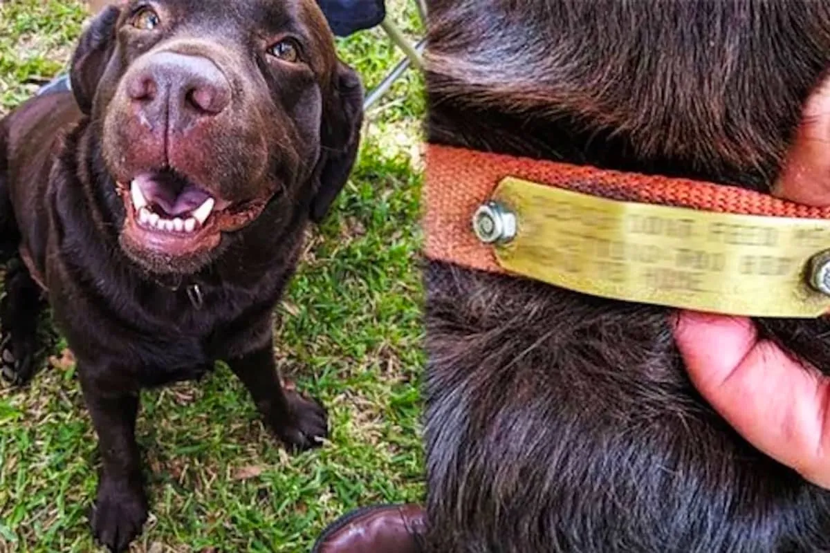 Verloren trouwe vriend in het park: een verhaal van volharding en hoop