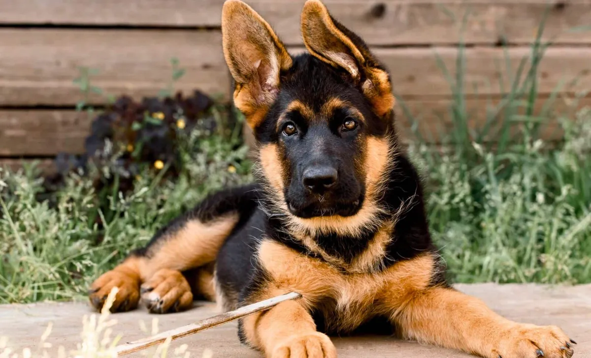 De juiste hond voor je gezin: een gids voor ouders