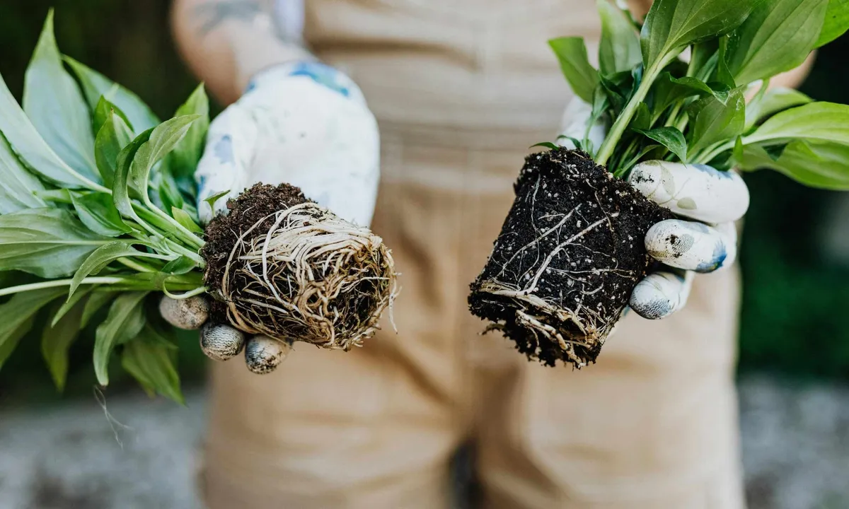 Nieuwe kijk op bananenschillen als meststof voor gezondere planten