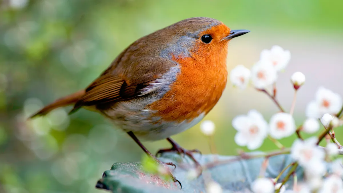 Hoe rozijnen roodborstjes naar je tuin lokken